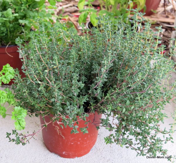 Thyme Plant