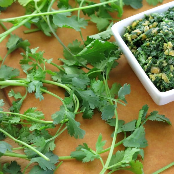 Cilantro