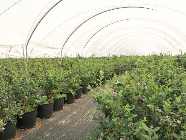 Under the tent of Wish Farms' Misty Organic Farm