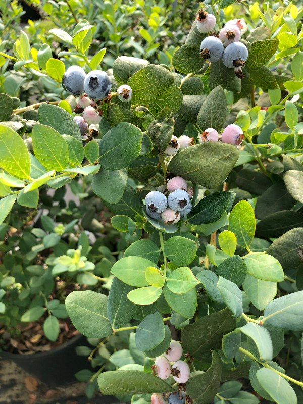 blueberry plant