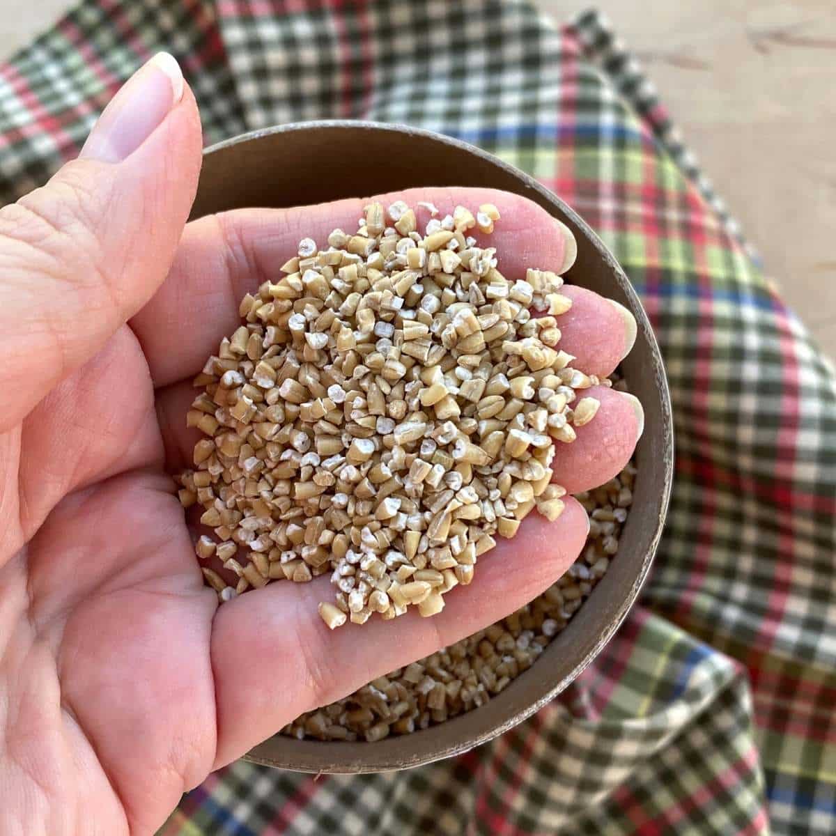 Hand holding uncooked steel cut oats.