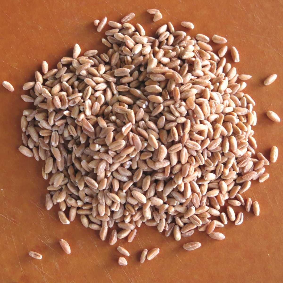 Uncooked farro on a board.