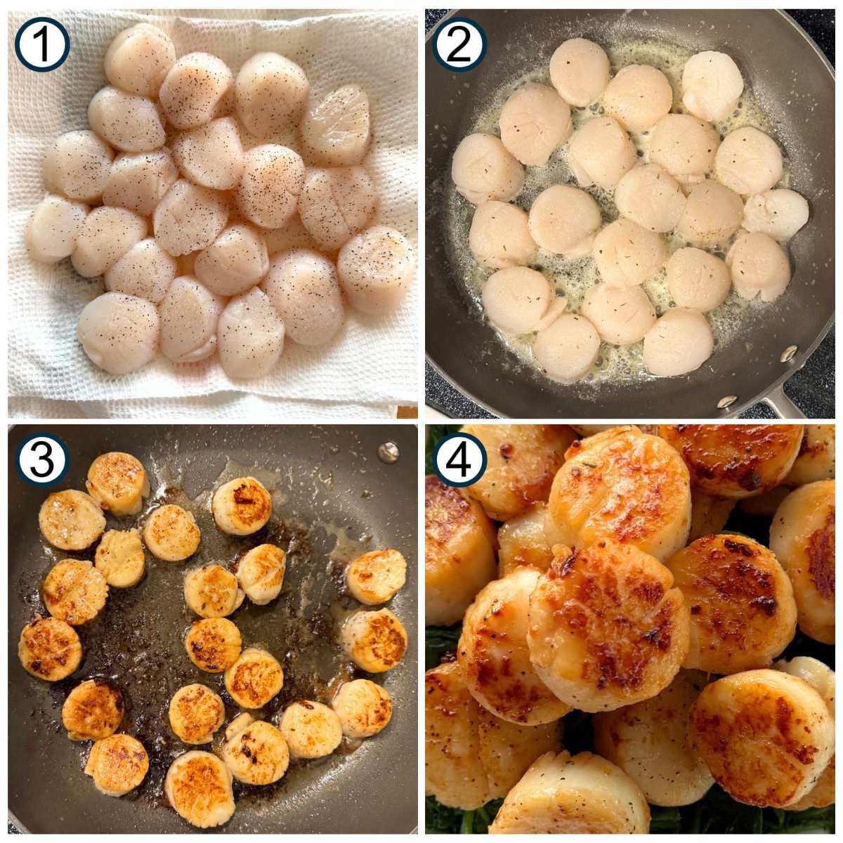 Numbered collage of steps to sear scallops: 1) uncooked scallops on paper towels, 2) scallops in pan with butter, 3) scallops browned on one side in skillet, 4) close-up of cooked scallops.