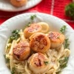 Five pan-seared scallops on a bowl of creamy fettuccine alfredo.