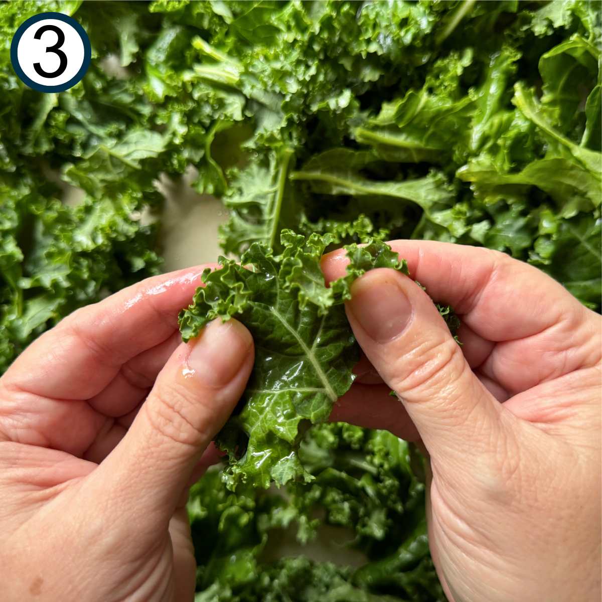 Hand massaging a kale leaf over a pan with more leaves.